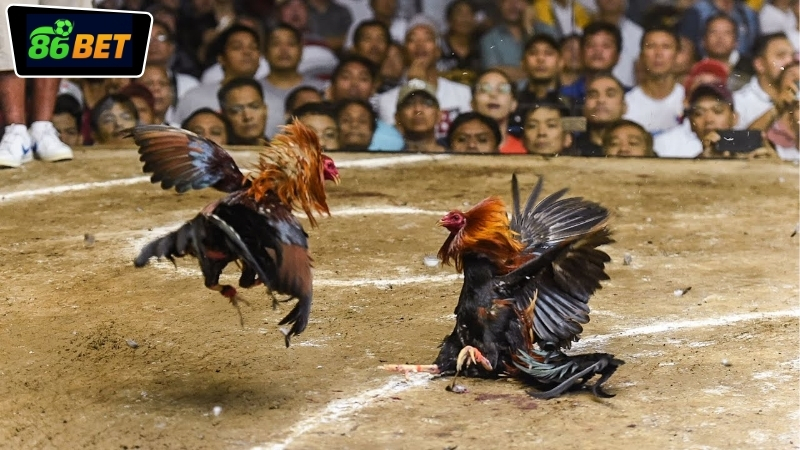 Lịch phát sóng live đá gà 86BET hôm nay